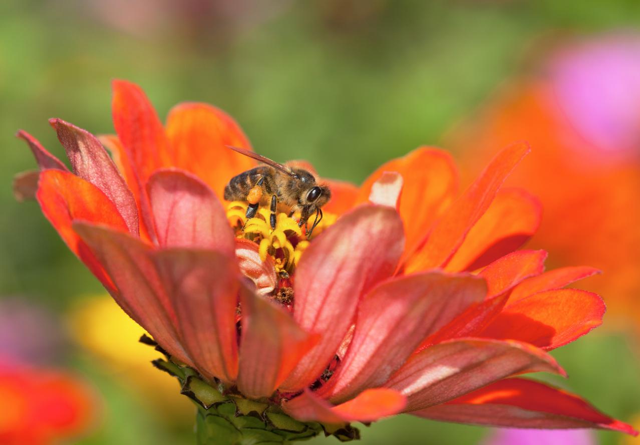 A honeybee feeding on a zinnia flower